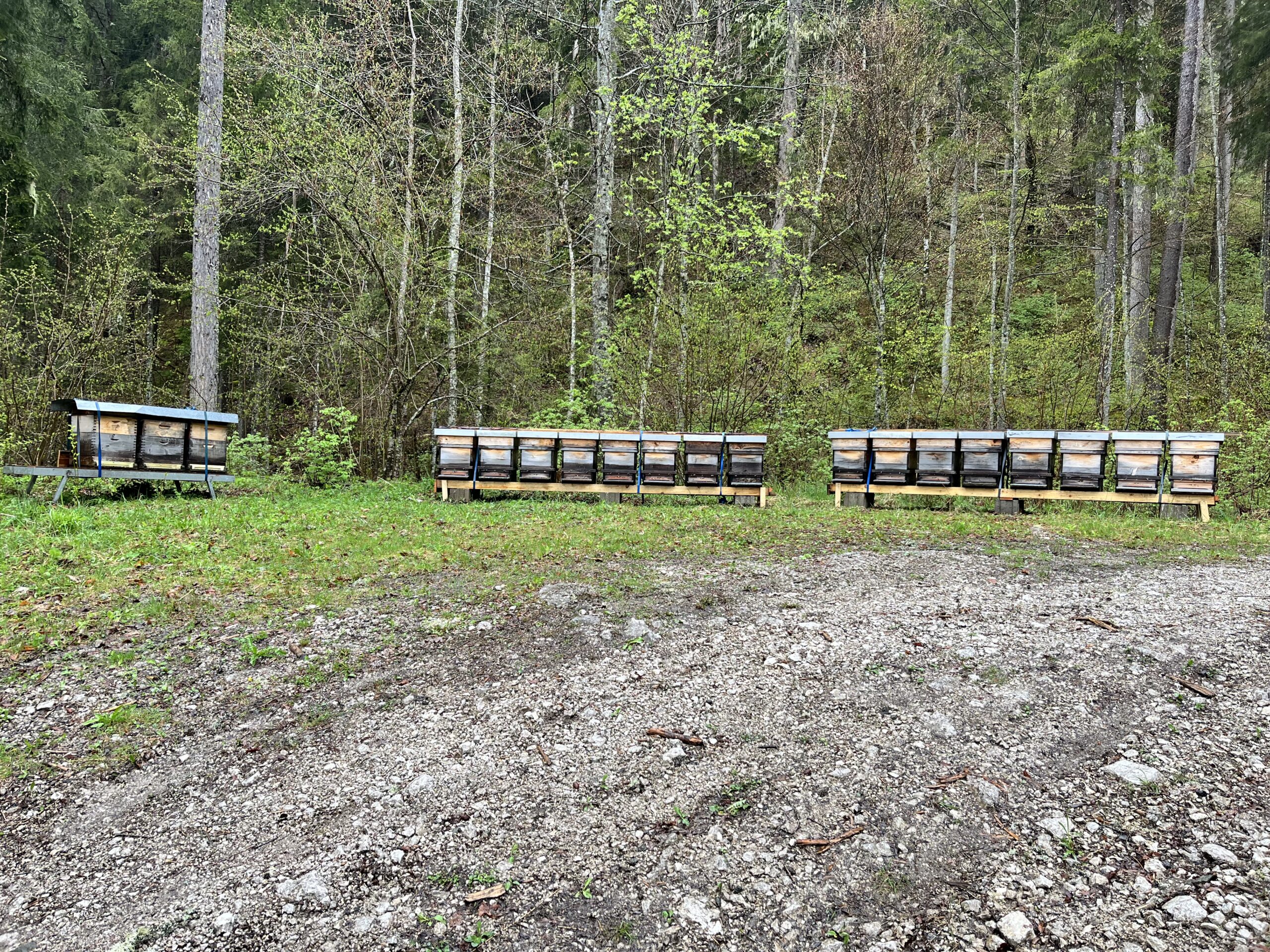 Bienen unter der Oistra